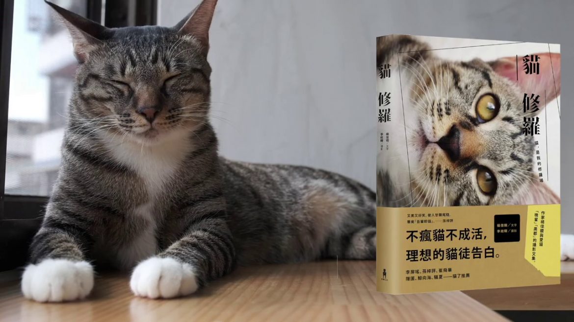 《貓修羅》，楊佳嫻，木馬文化